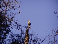 Jungle babbler